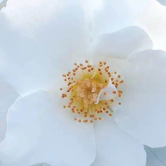 Trandafiri online - Alb - trandafir pentru straturi Polyantha - trandafir cu parfum discret - Rosa Milly™ - PhenoGeno Roses - ,-